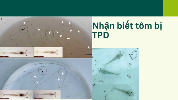nhận biết tôm bị nhiễm bệnh tpd