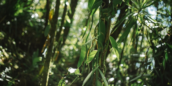 Hãng cà-rem Tân Thời