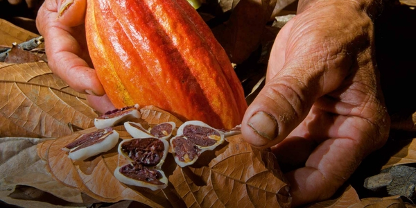 Hương vị tuyệt vời