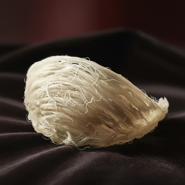 Sự Tinh Khiết Của Yến Sào Maison Luxury: Tại Sao Chúng Tôi Nói Không Với Chất Tẩy Trắng?