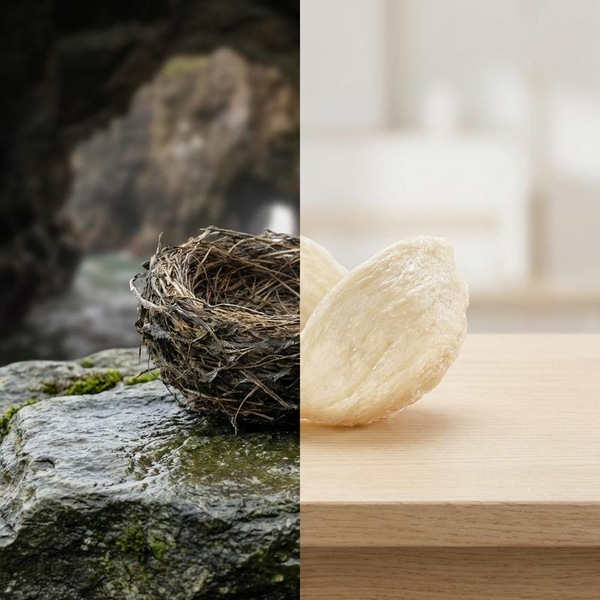 Yến Đảo Tự Nhiên Mùi Tanh Hơn Yến Nhà: Bí Mật Từ Đại Dương & Vách Đá