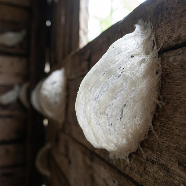 Bí Quyết Vàng: Nhiệt Độ & Độ Ẩm Lý Tưởng Để Thu Hoạch Tổ Yến To, Dày Bụng