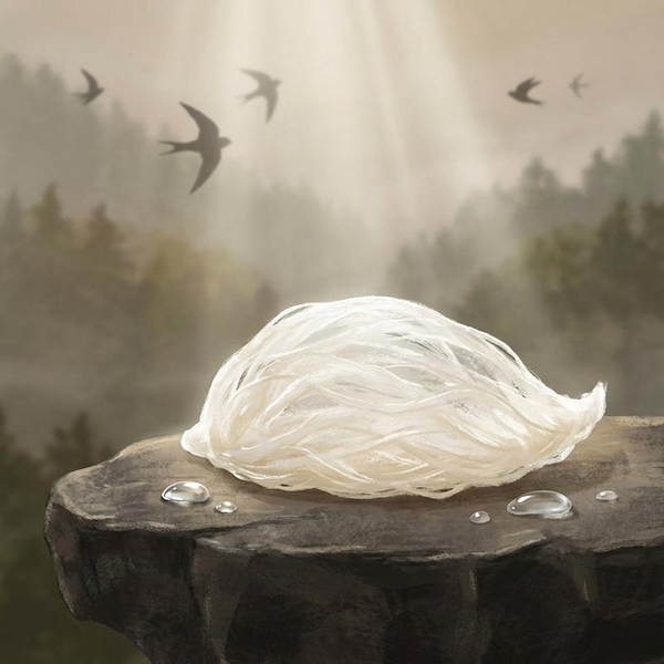 Nuôi Yến Nhà: Lấy Tổ Chim Non Hay Thu Hoạch Nhân Đạo?