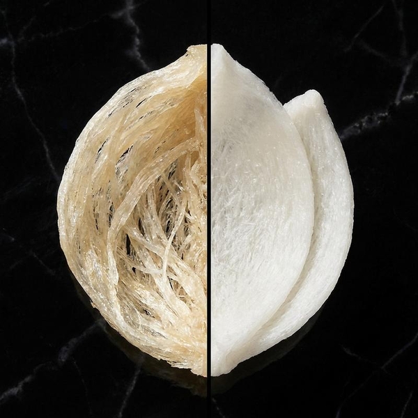 Nhận Diện Yến Sào: Phân Biệt Yến Rút Lông Khô và Yến Tinh Chế Qua Hình Dáng