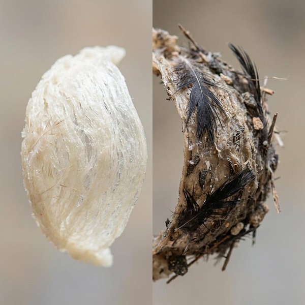 Tại Sao Tổ Yến Nhà Sạch Lông Hơn Tổ Yến Đảo Tự Nhiên? Một Cái Nhìn Chuyên Sâu