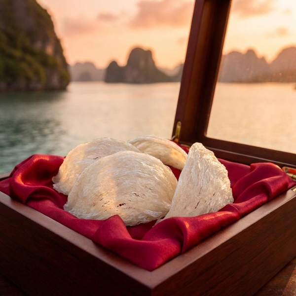 Yến Sào Khánh Hòa: Tinh Hoa Quà Tặng Tự Nhiên Từ Vịnh Biển Huyền Thoại