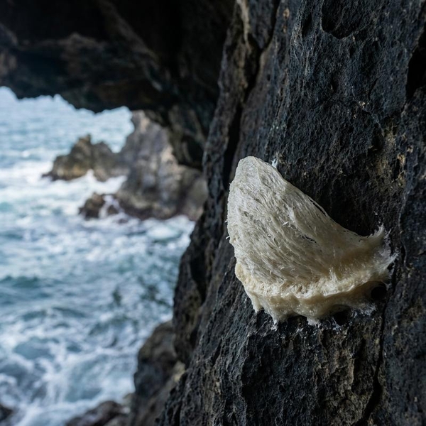 Giải Mã Lý Do Chân Tổ Yến Đảo Khánh Hòa Cực Kỳ Chắc Chắn