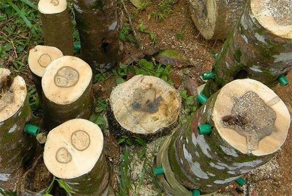Cây gió bầu