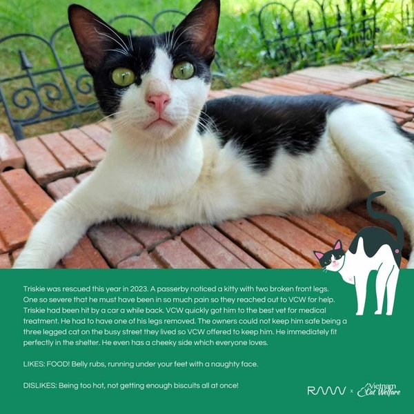 6 Postcards RAAW x Vietnam Cat Welfare
