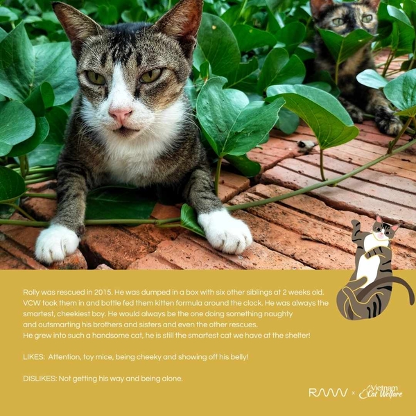 6 Postcards RAAW x Vietnam Cat Welfare