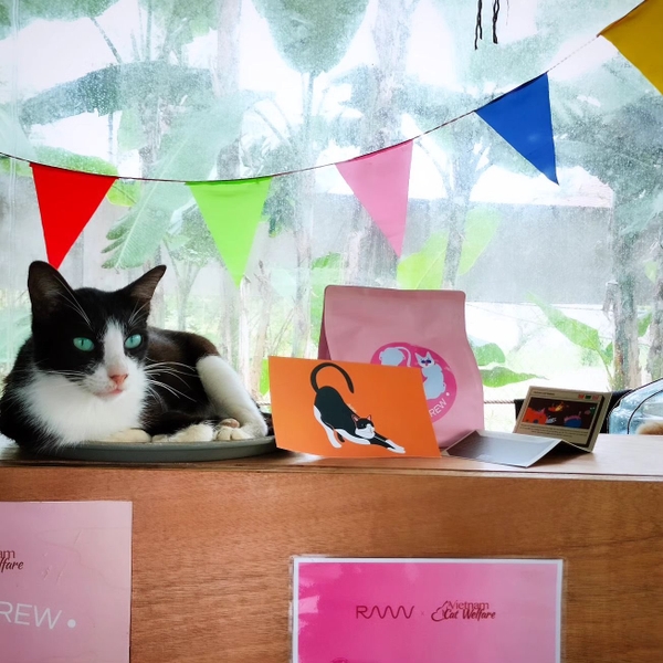 Exclusive Blend RAAW x Vietnam Cat Welfare: PURRFECT BREW