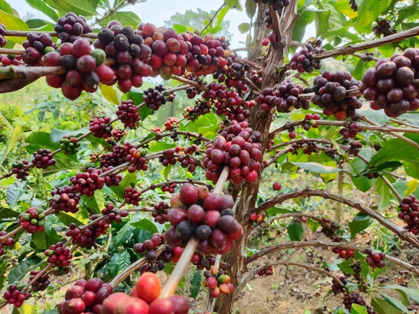 Quảng Trị Liberica