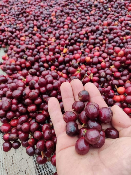 Quảng Trị Liberica