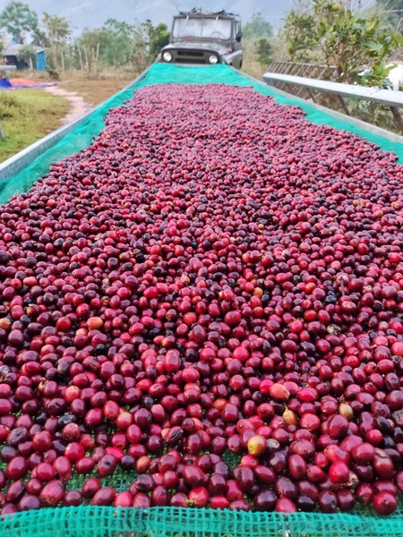 Quảng Trị Liberica