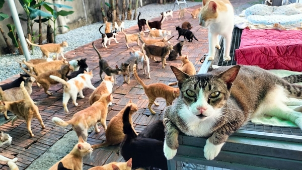 Exclusive Blend RAAW x Vietnam Cat Welfare: PURRFECT BREW