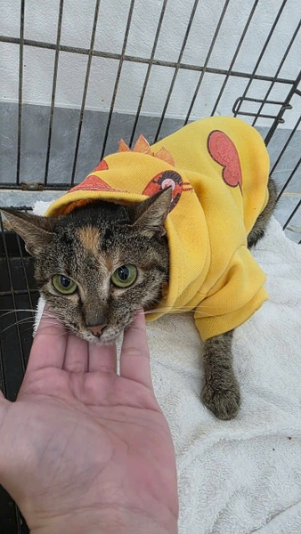 Toki