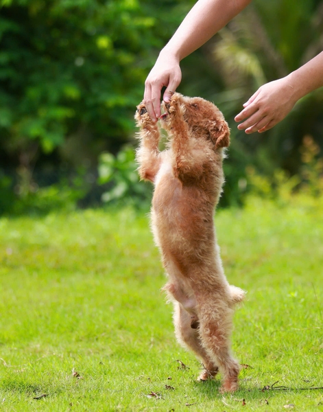 BALLET