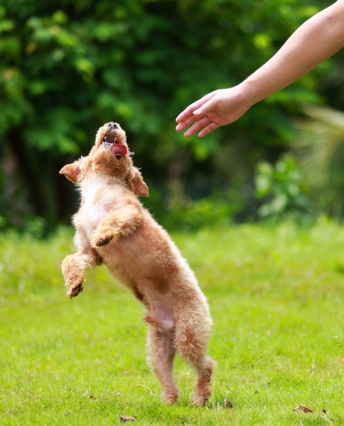 BALLET