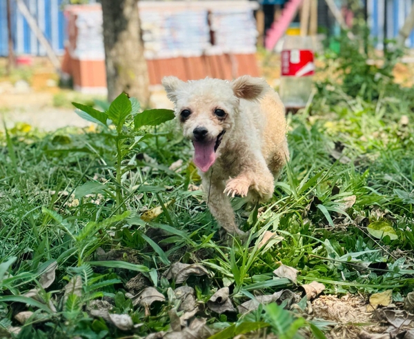 Kun