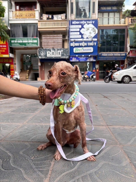 Sỏi