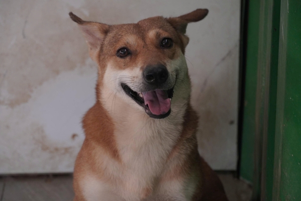 Phởn