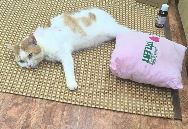 Su