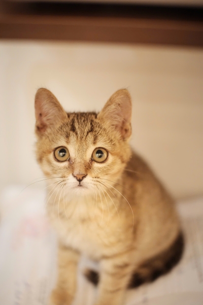 Maru