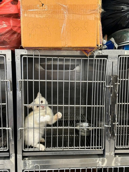 Cột