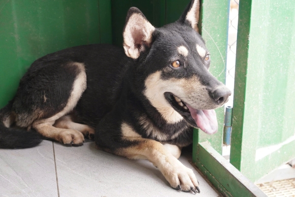 Tsuki