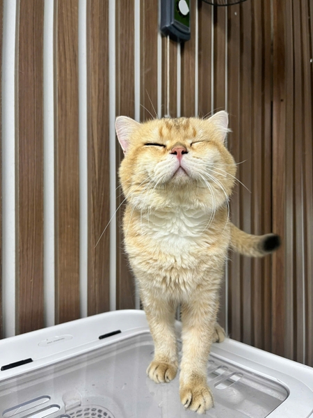 Văn Bơ