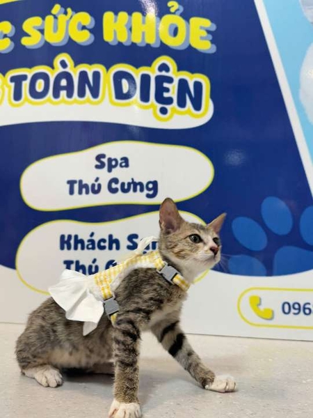 Chuột