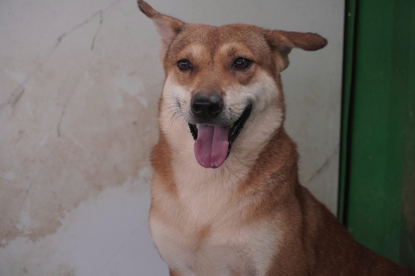 Phởn