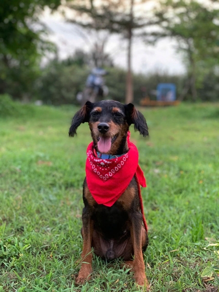 MILO