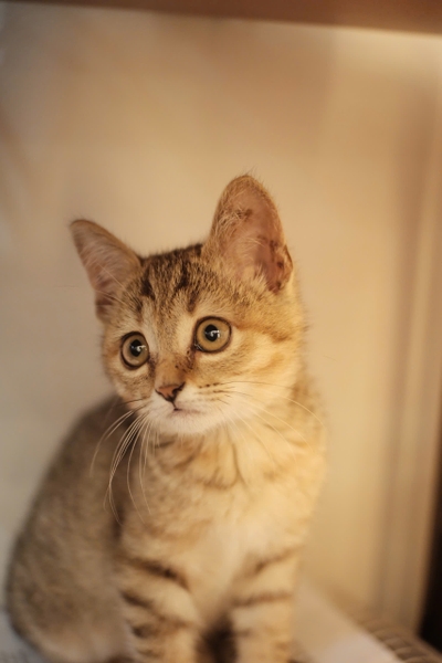 Maru