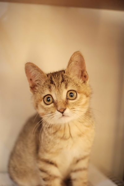 Maru