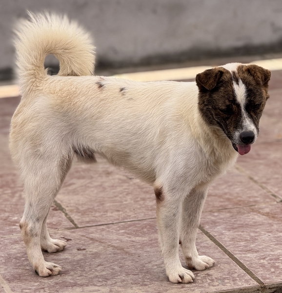 Đang xác nhận
