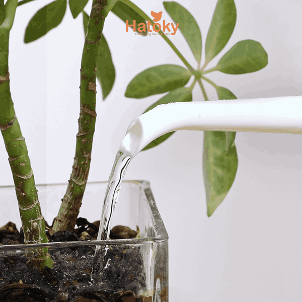 Bình tưới cây-V047