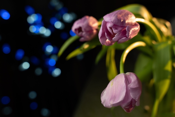 Ống kính Sigma 24-70mm f/2.8 DG DN Art (for Sony E)