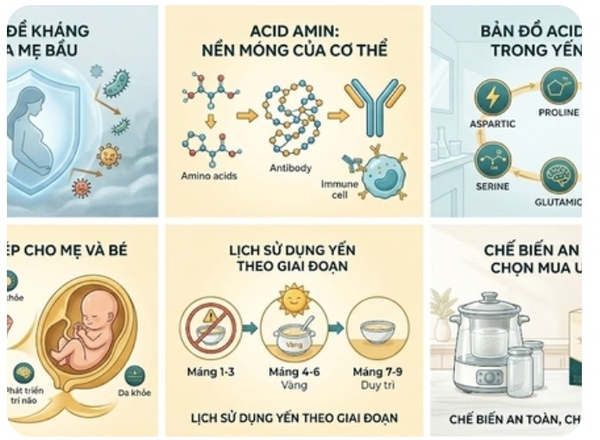 Acid Amin Trong Yến Sào: Trợ Thủ Đắc Lực Giúp Mẹ Bầu Tăng Cường Hệ Miễn Dịch