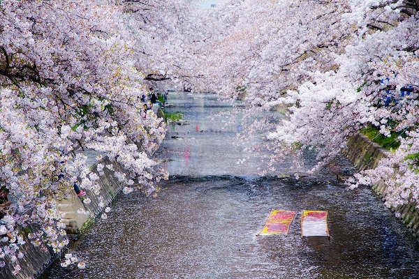 [2024] NHẬT BẢN MÙA HOA ANH ĐÀO 6N5Đ NH TOKYO-FUJI.MT-NAGOYA-KYOTO-OSAKA