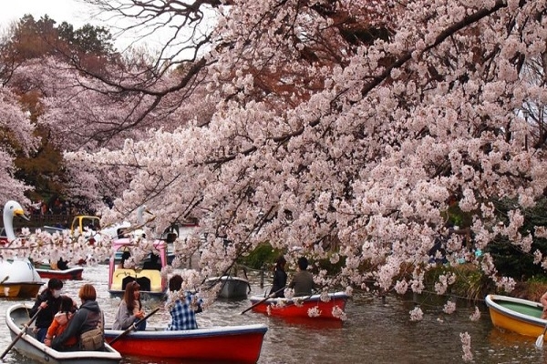 [2024] NHẬT BẢN MÙA HOA ANH ĐÀO 6N5Đ VJ OSAKA–KOBE–KYOTO–NÚI PHÚ SỸ–TOKYO 