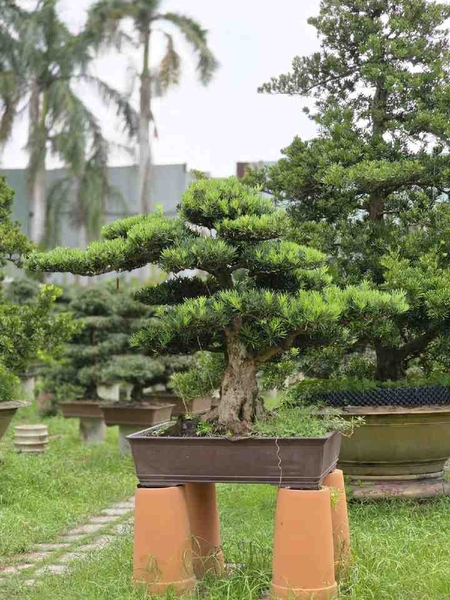 Giới thiệu cây Vạn Niên Tùng B-BS-VNT-004 tại vườn