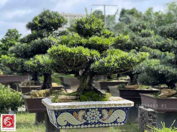 Thời Điểm Và Kỹ Thuật Cắt Tỉa Cây Vạn Niên Tùng Đẹp Như Nghệ Nhân