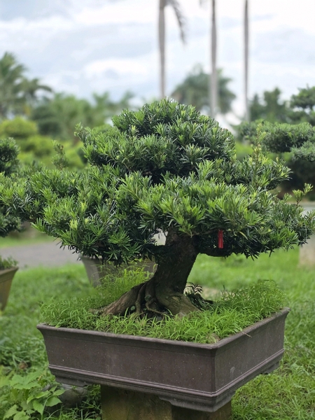 Vạn Niên Tùng B-BS-VNT-009