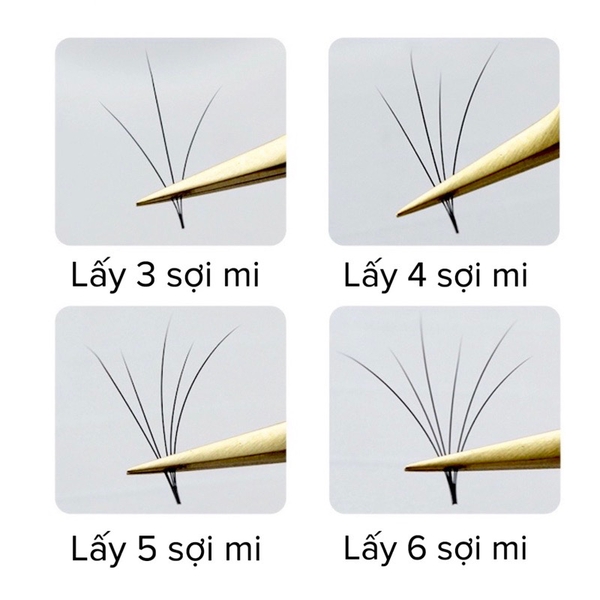 Flash sale-Mi hoa hồng đen / mi hoa sơn trà / mi sole