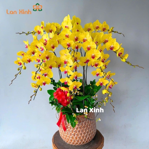Chậu hoa lan hồ điệp màu vàng 10 cành