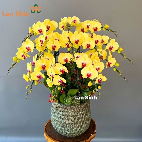 Chậu hoa lan hồ điệp màu vàng lưỡi đỏ 12 cành - HD273