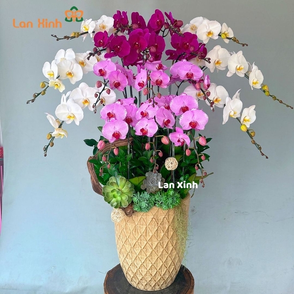Chậu hoa lan hồ điệp mix 3 màu - HD353