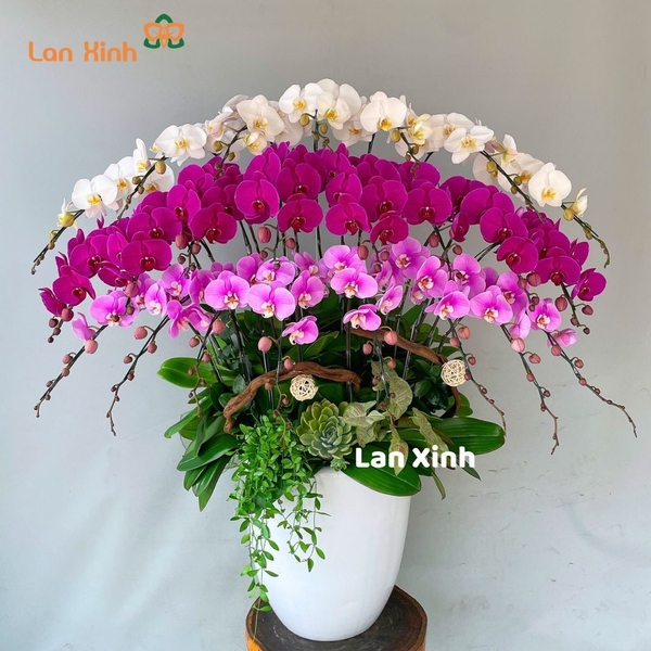 Chậu hoa lan hồ điệp mix 3 màu trắng hồng tím - HD297