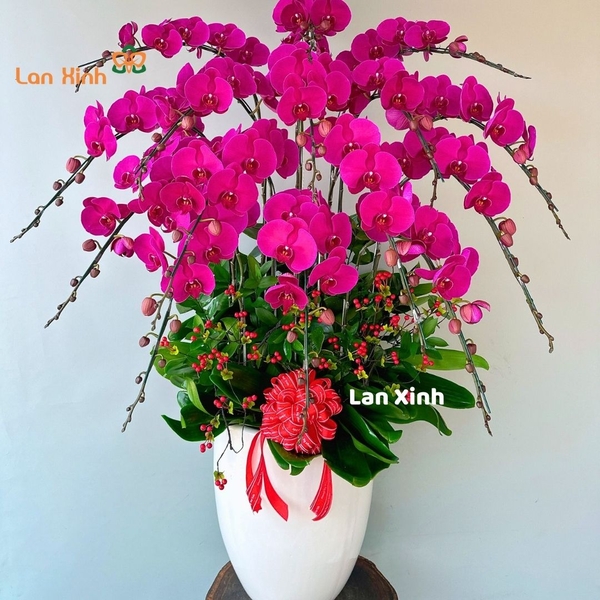 Chậu hoa lan hồ điệp tím 10 cành - HD417